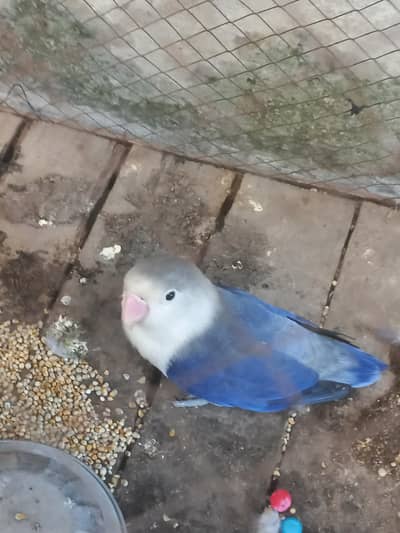 Beautiful Blue Fischer Lovebird For Sale - Healthy & Active