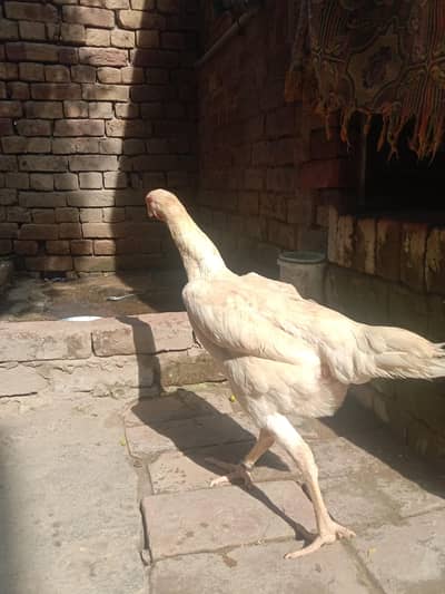 breeder pair premium quality