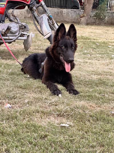 German Shepherd + Belgium Shepherd Cross Puppy For Sale