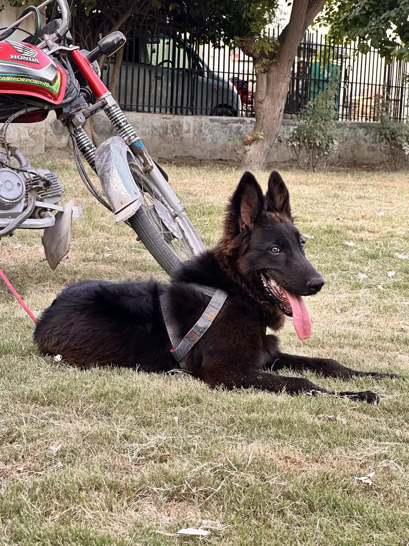 German Shepherd + Belgium Shepherd Cross Puppy For Sale — photo 2