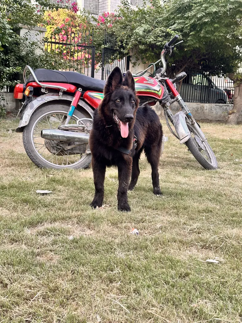 German Shepherd + Belgium Shepherd Cross Puppy For Sale — photo 3