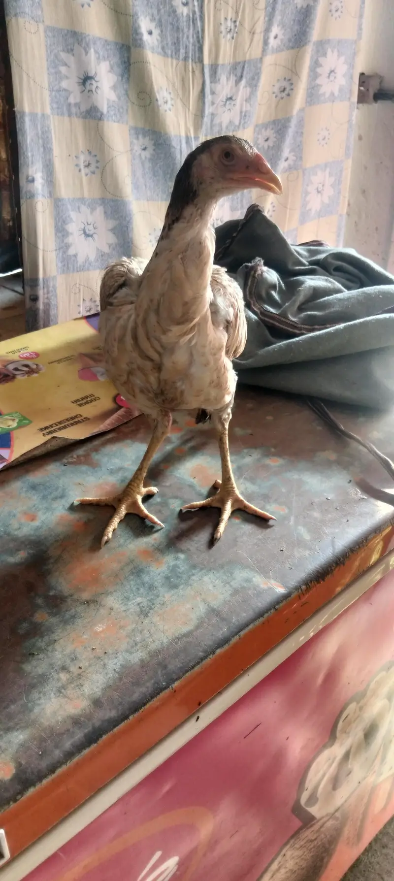 aseel female and male — photo 3