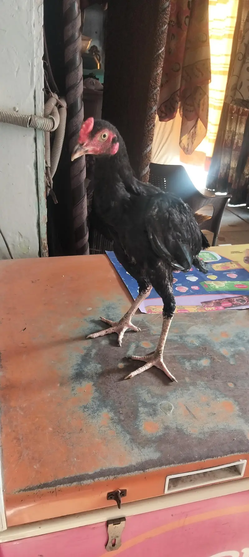 aseel female and male — photo 4