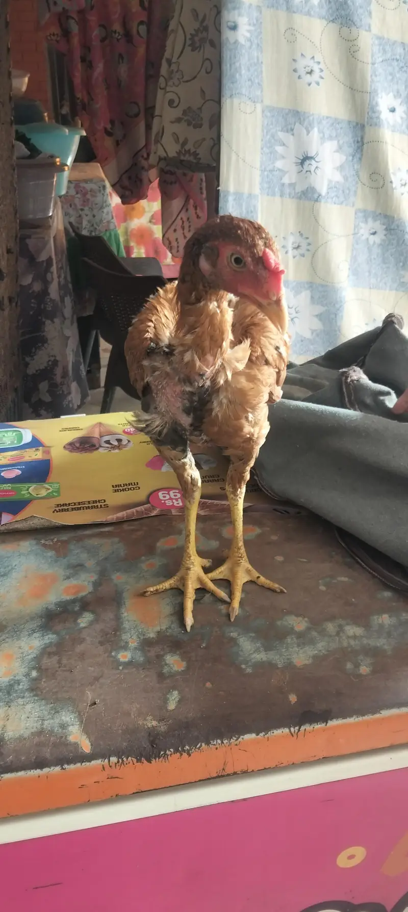 aseel female and male — photo 6