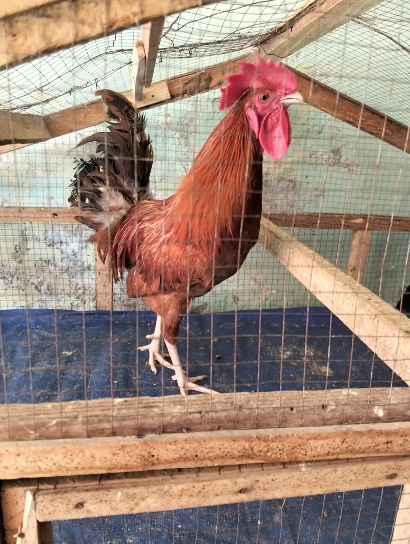 aseel female and male — photo 7