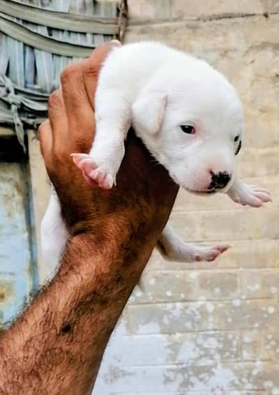 bully gultair female puppy