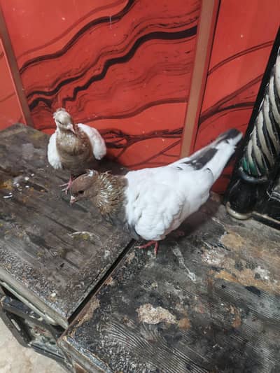 Pigeons | Pouter Pigeons | Kabotr | Prwazi Pigeons | pigeons For Sale