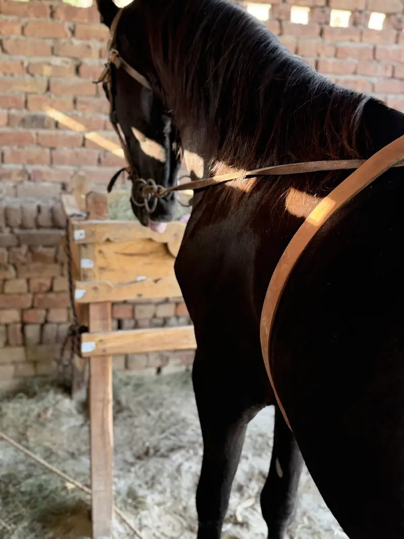 Desi horse