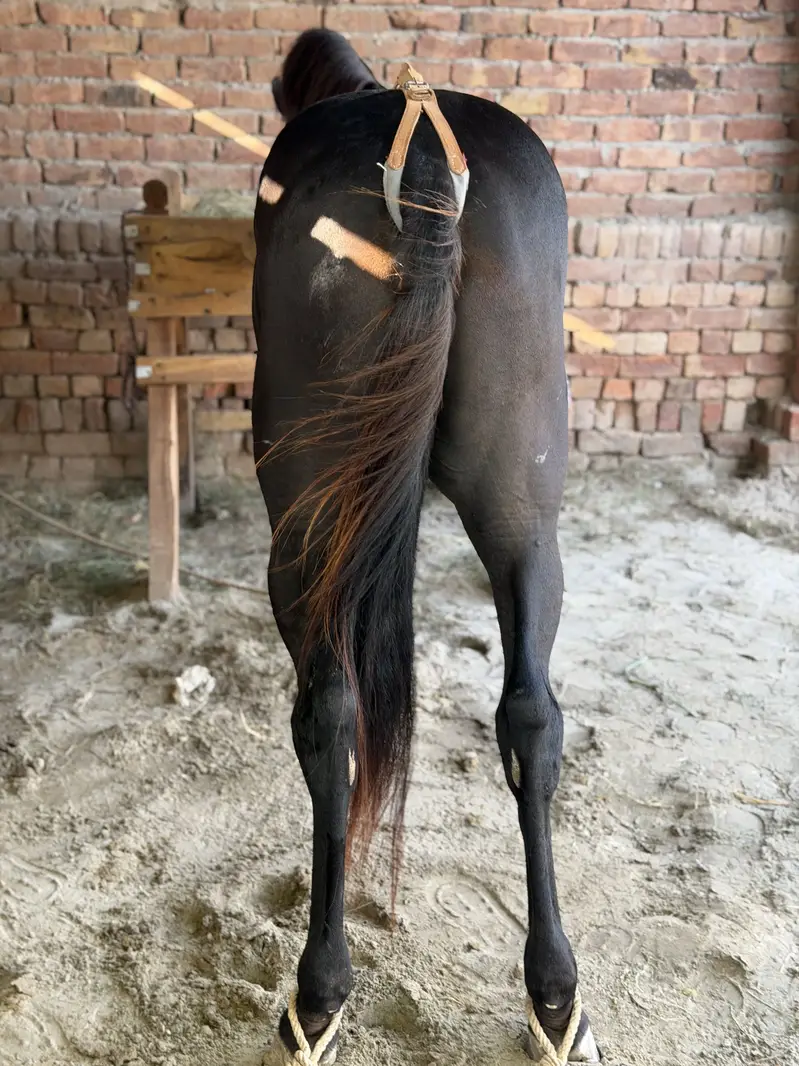 Desi horse — photo 2