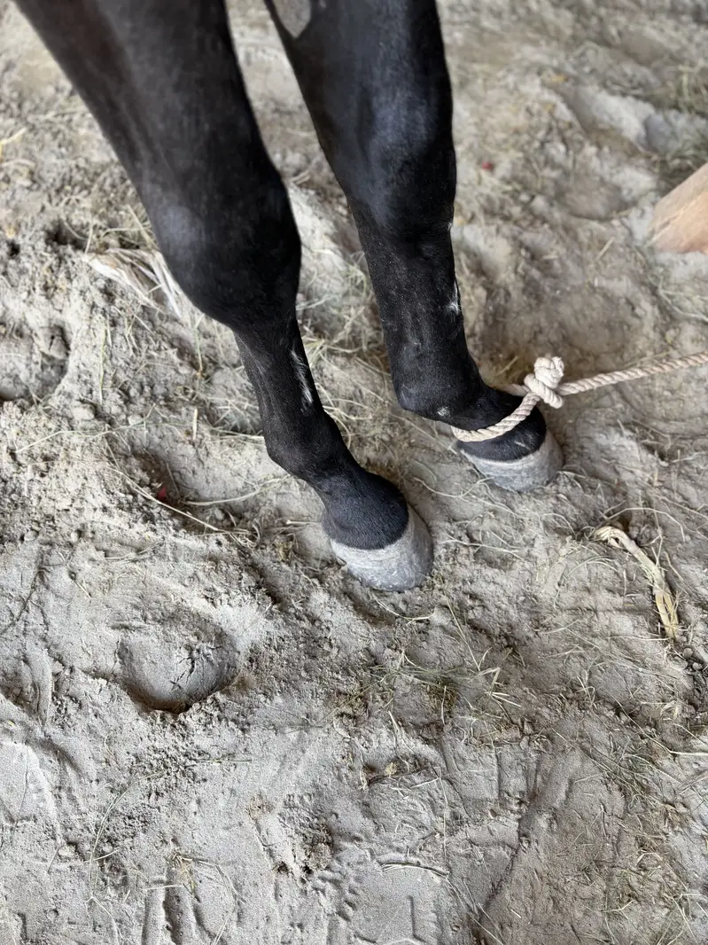 Desi horse — photo 3