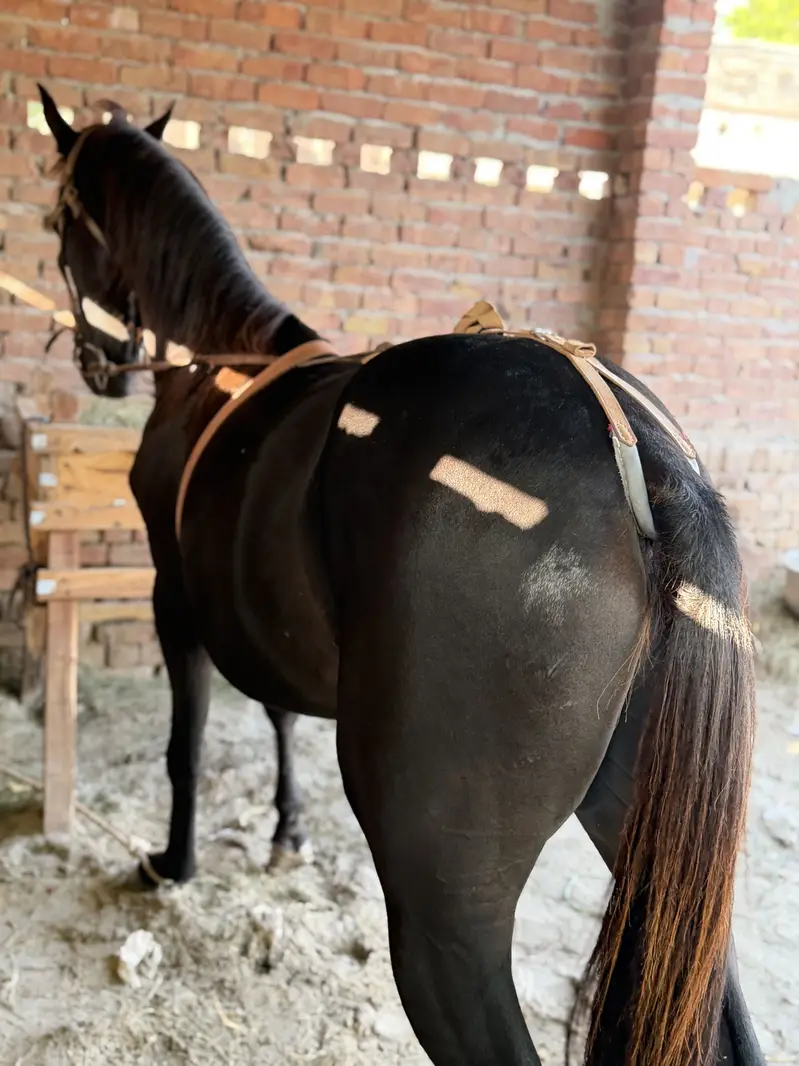 Desi horse — photo 4