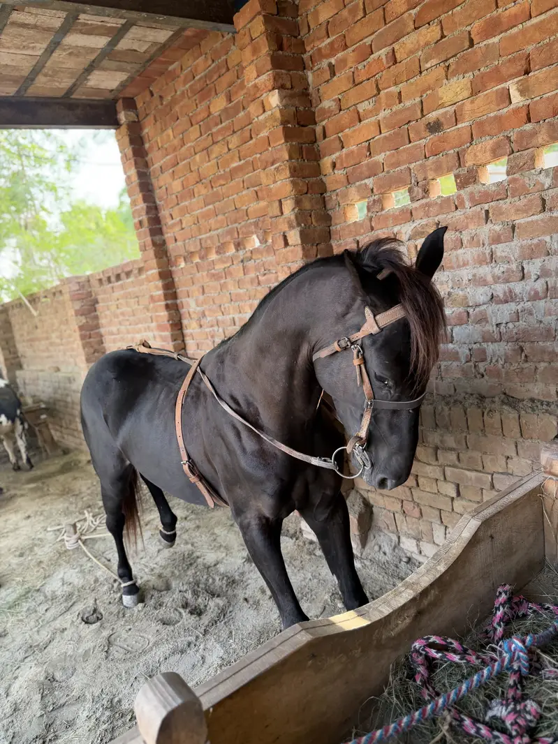 Desi horse — photo 5