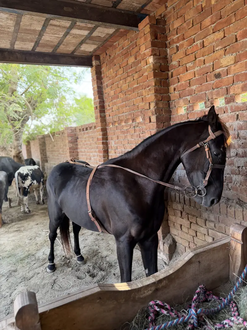 Desi horse — photo 6