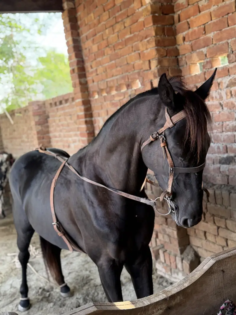 Desi horse — photo 7