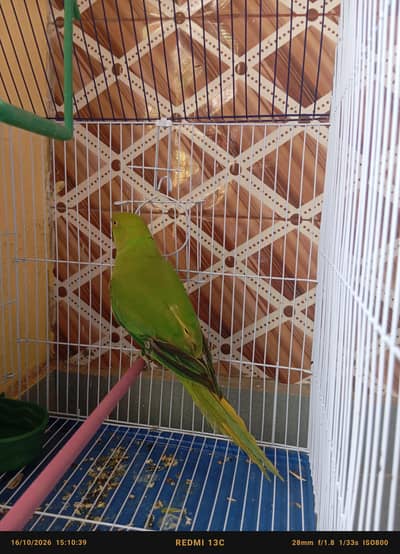 Green Parrot