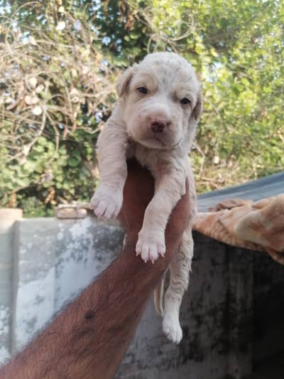 Pitbull male pup