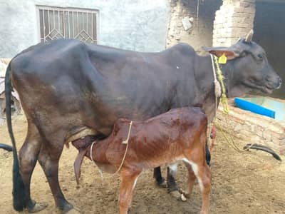 Beautiful Desi Cow for sale