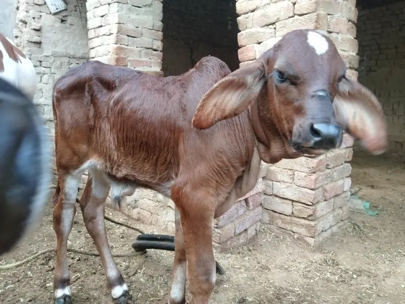 Beautiful Desi Cow for sale — photo 2