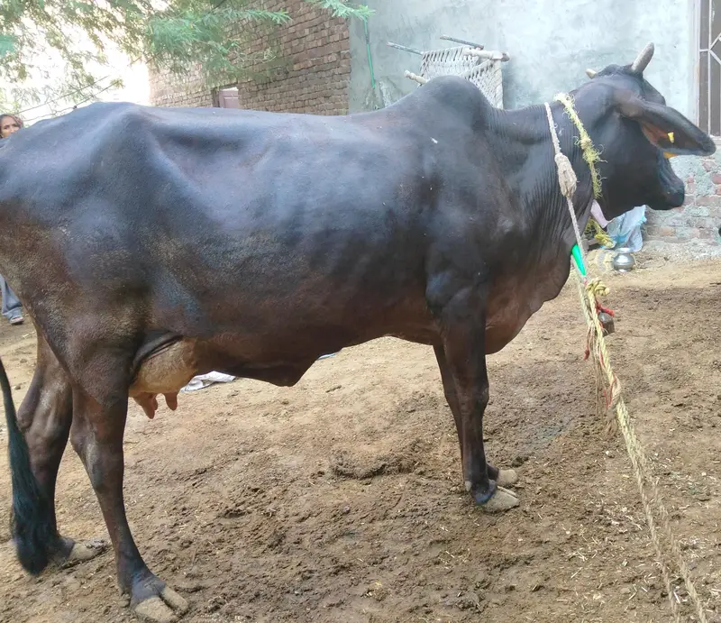 Beautiful Desi Cow for sale — photo 3