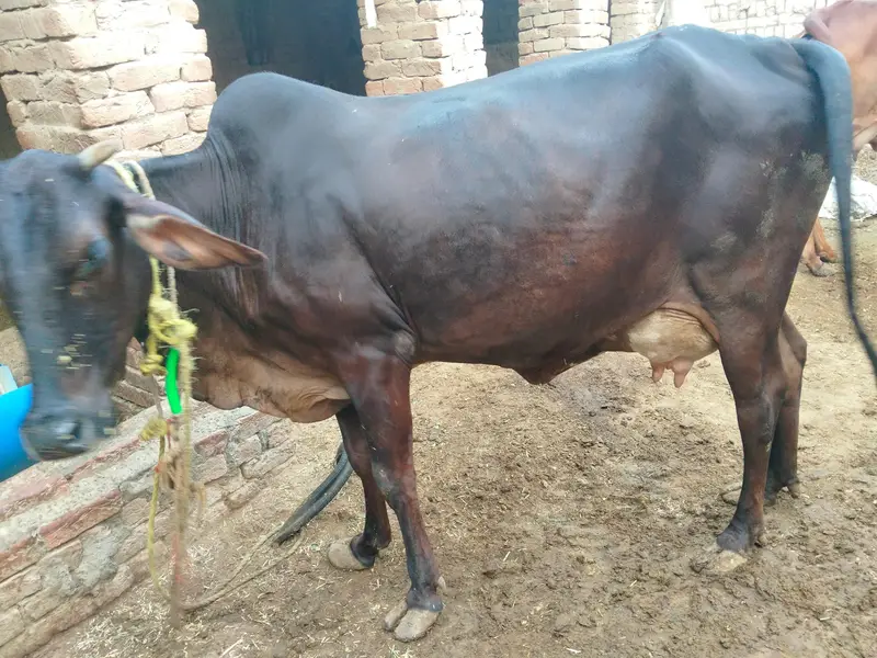 Beautiful Desi Cow for sale — photo 4