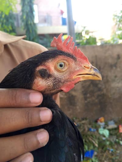 BLUE EYES MUSHKA BANGUM PAIR AVAILABLE