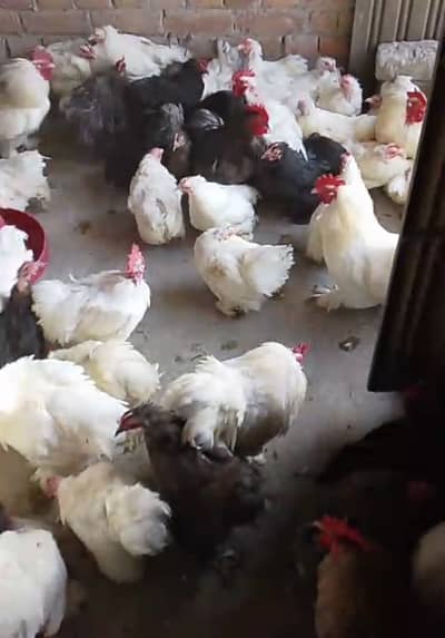 Bantam Breeder Pair Set 4 Female 1 Male