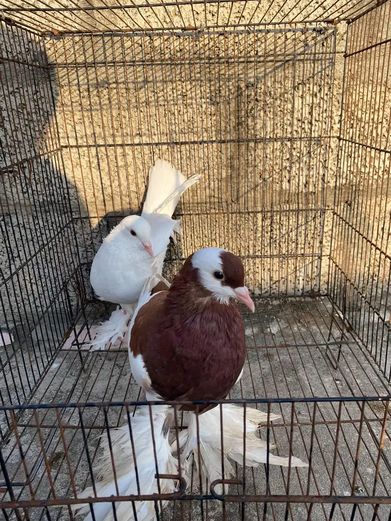 cnfrm sary breadr pair hyn jis ko smj aya wo rabta kry chasky wala log — photo 3