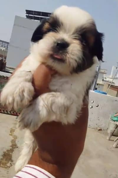 Top Quality Shitzu Puppy
