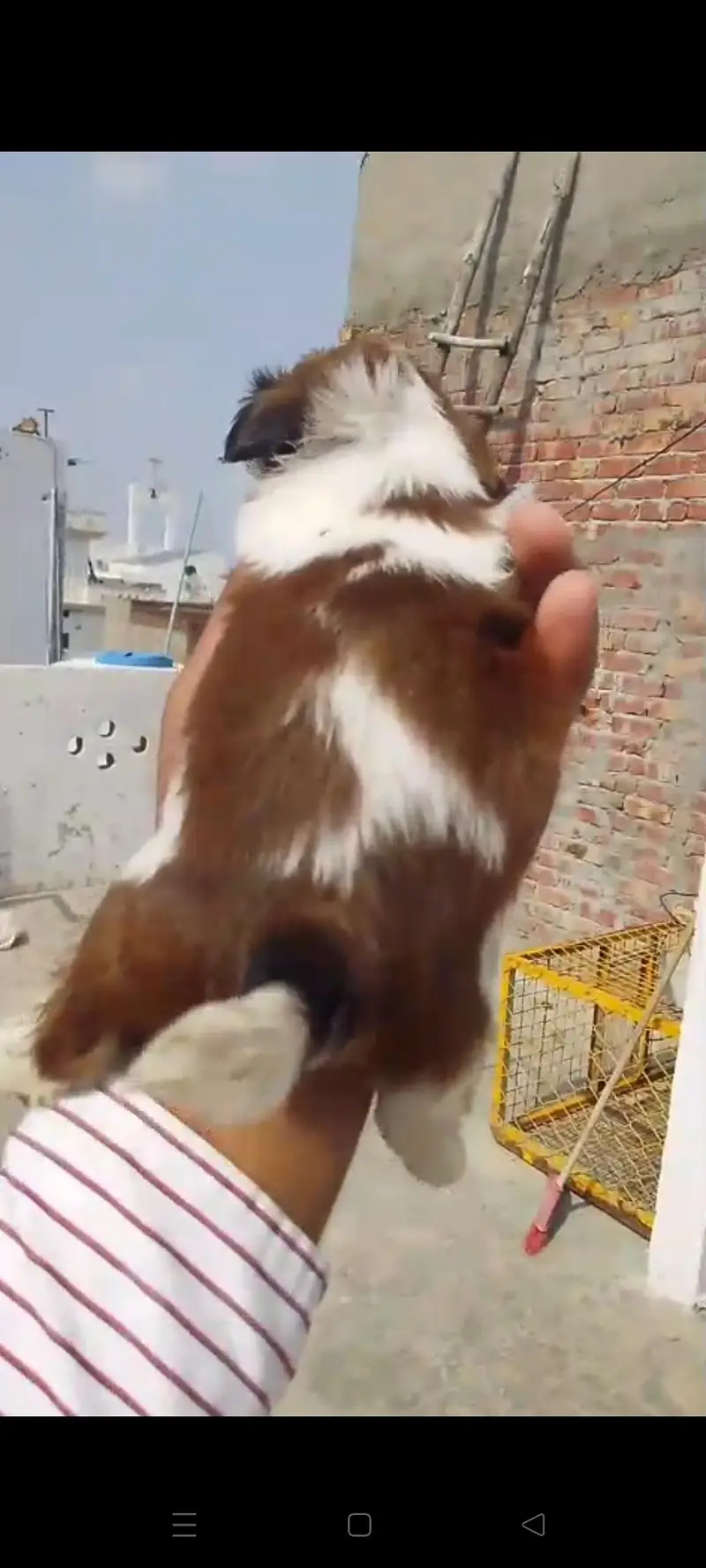 Top Quality Shitzu Puppy — photo 2