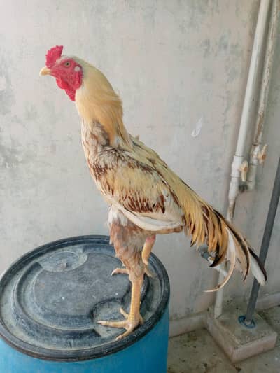 top quality ka phataa hn