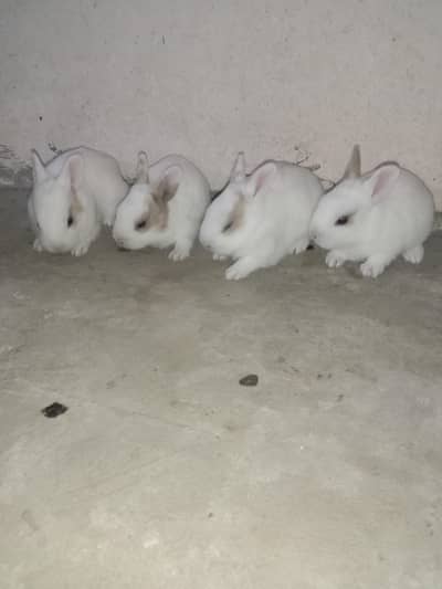 rabbit baby for sale 03224186572