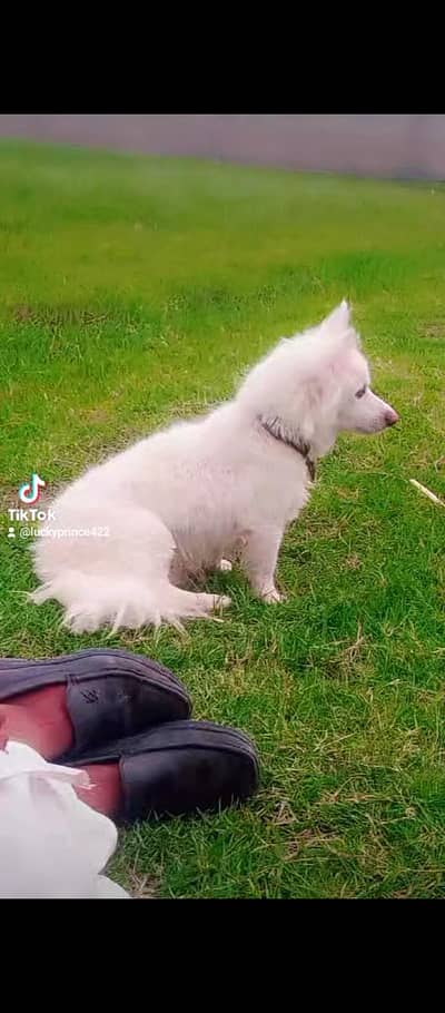o siez russain male for sale
