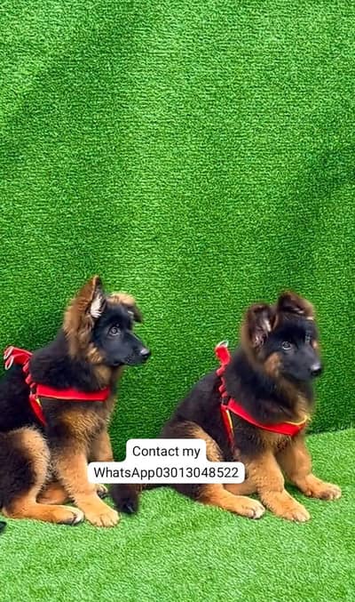 Pure German Shepherd breed for sale WhatsApp mi