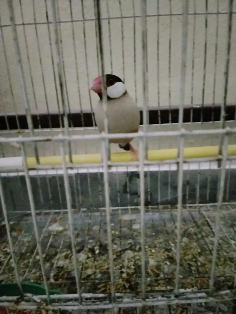 1pair and 1male for sale — photo 2