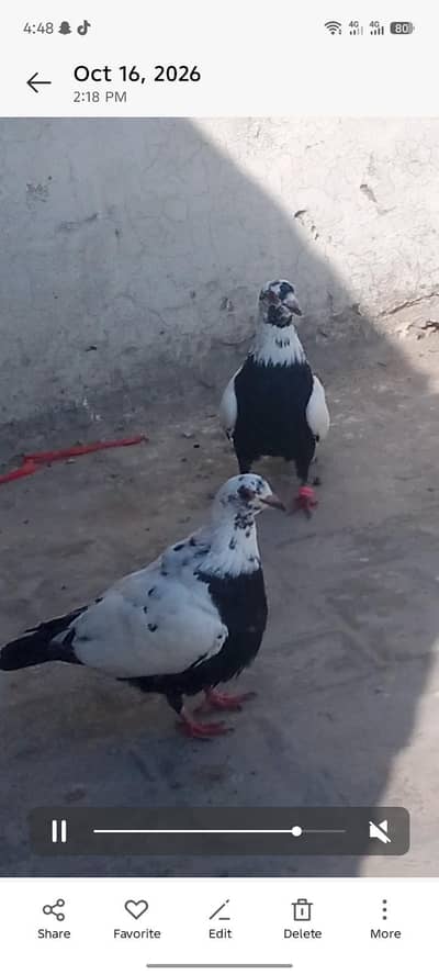 bafta borra breeder pair for sale