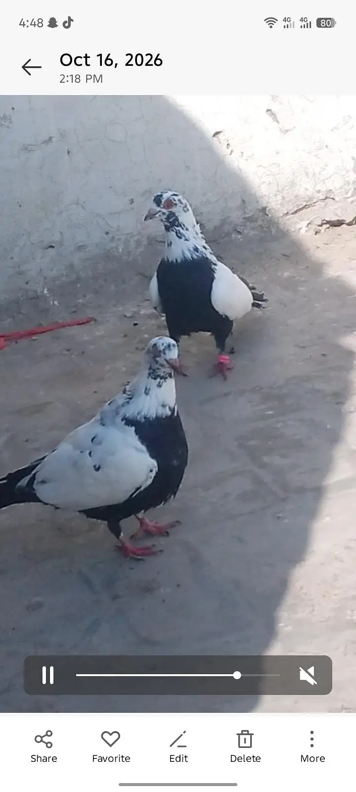 bafta borra breeder pair for sale — photo 2