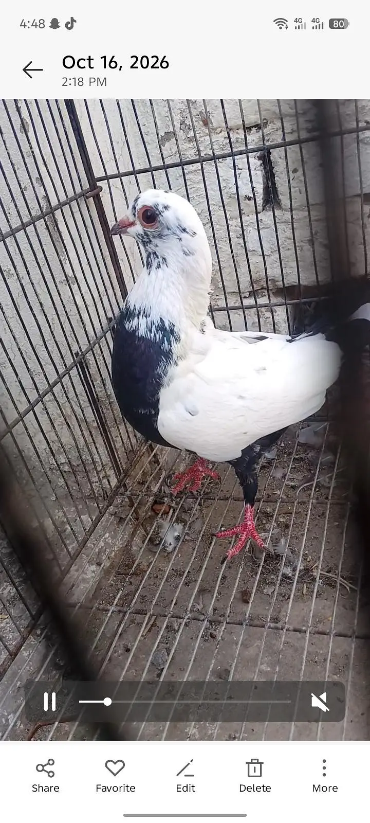bafta borra breeder pair for sale — photo 3