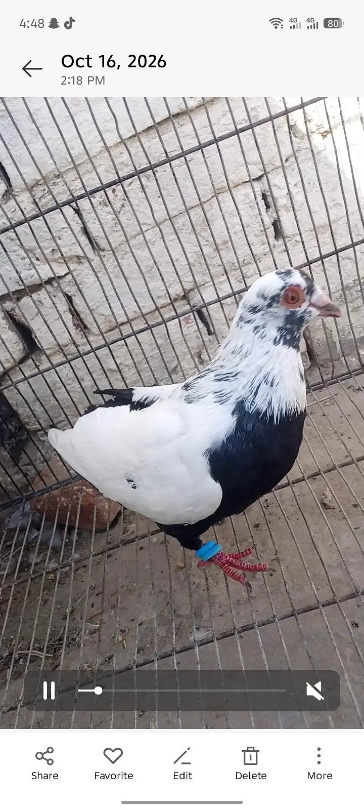 bafta borra breeder pair for sale — photo 4