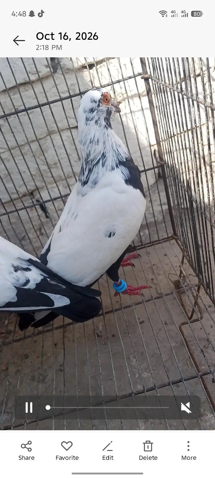 bafta borra breeder pair for sale — photo 5