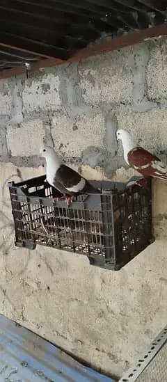 karbalai 3 breeding pairs , 5 single adults.