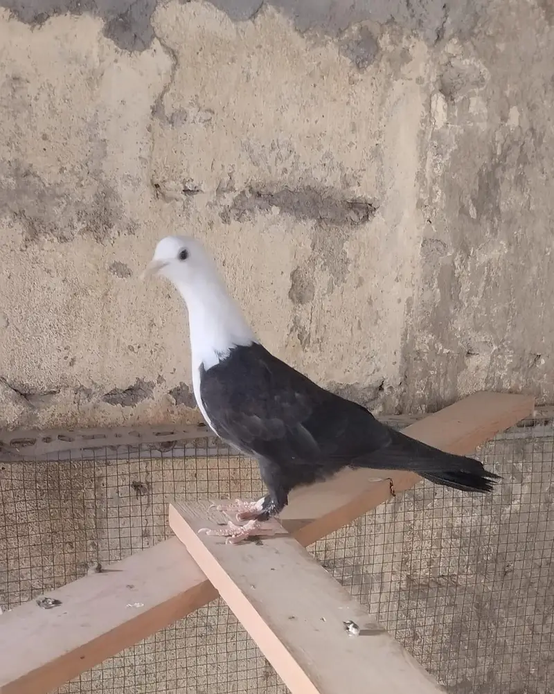 karbalai 3 breeding pairs , 5 single adults. — photo 3