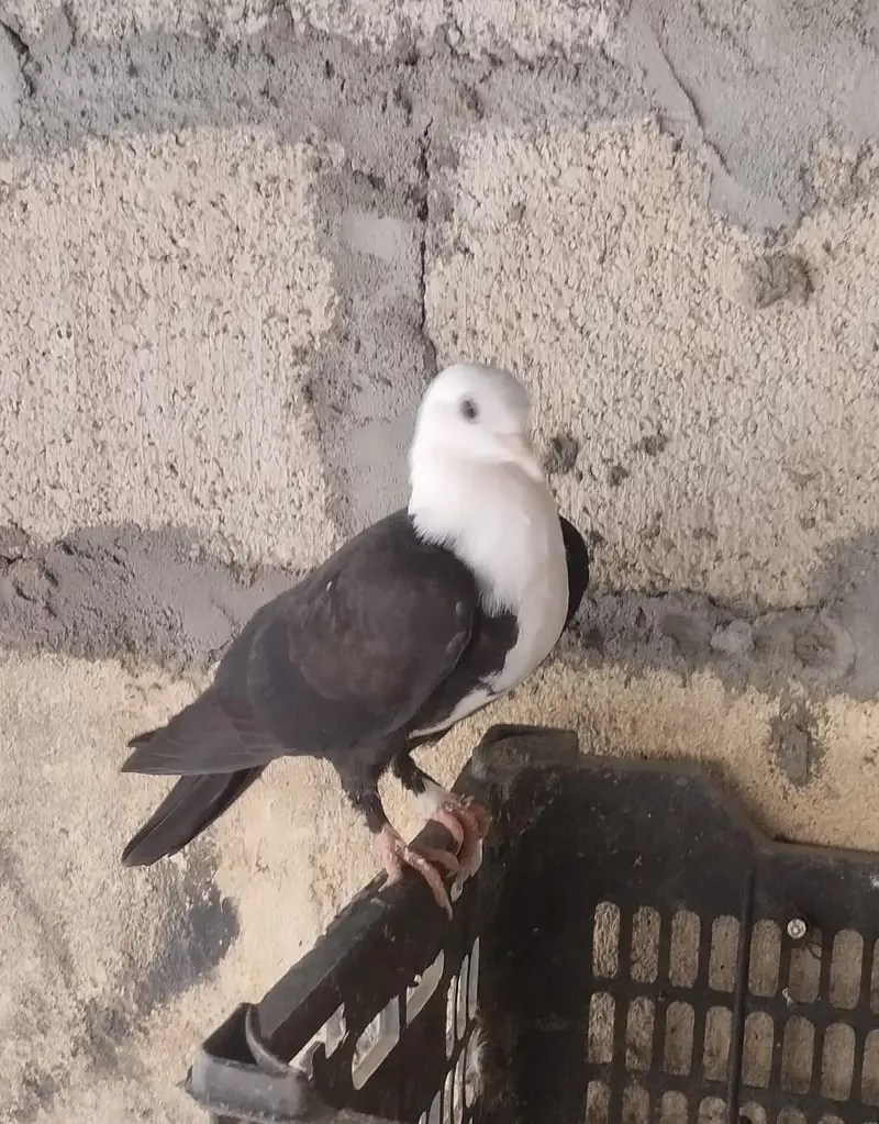 karbalai 3 breeding pairs , 5 single adults. — photo 4