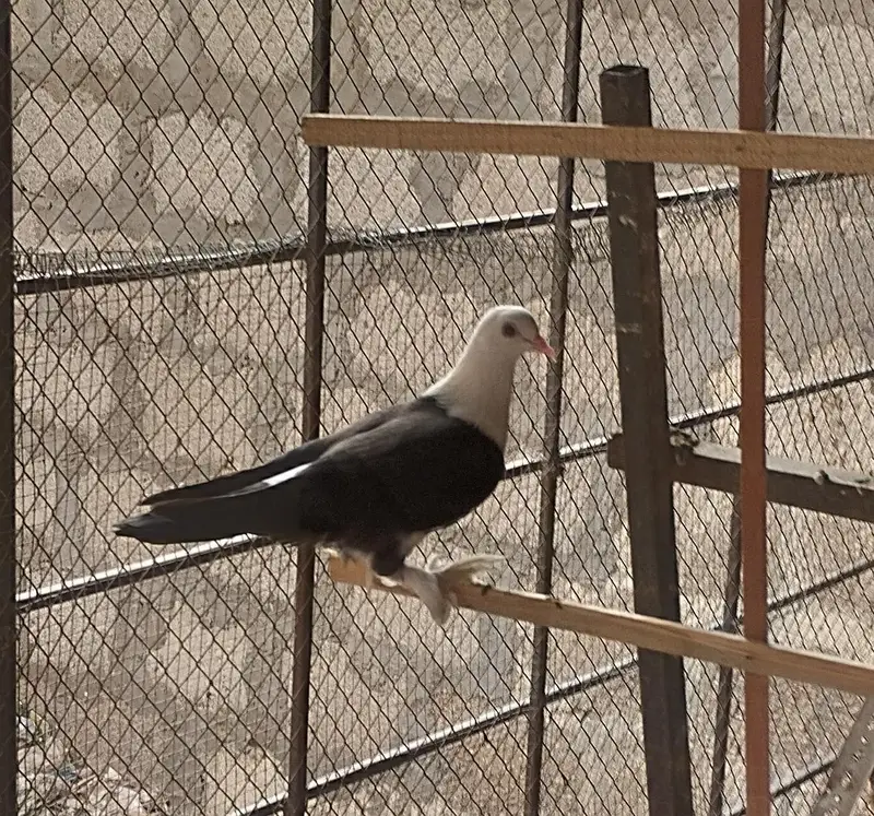 karbalai 3 breeding pairs , 5 single adults. — photo 5