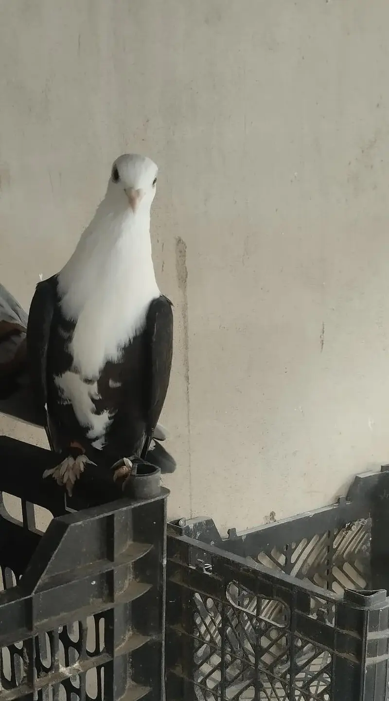 karbalai 3 breeding pairs , 5 single adults. — photo 6