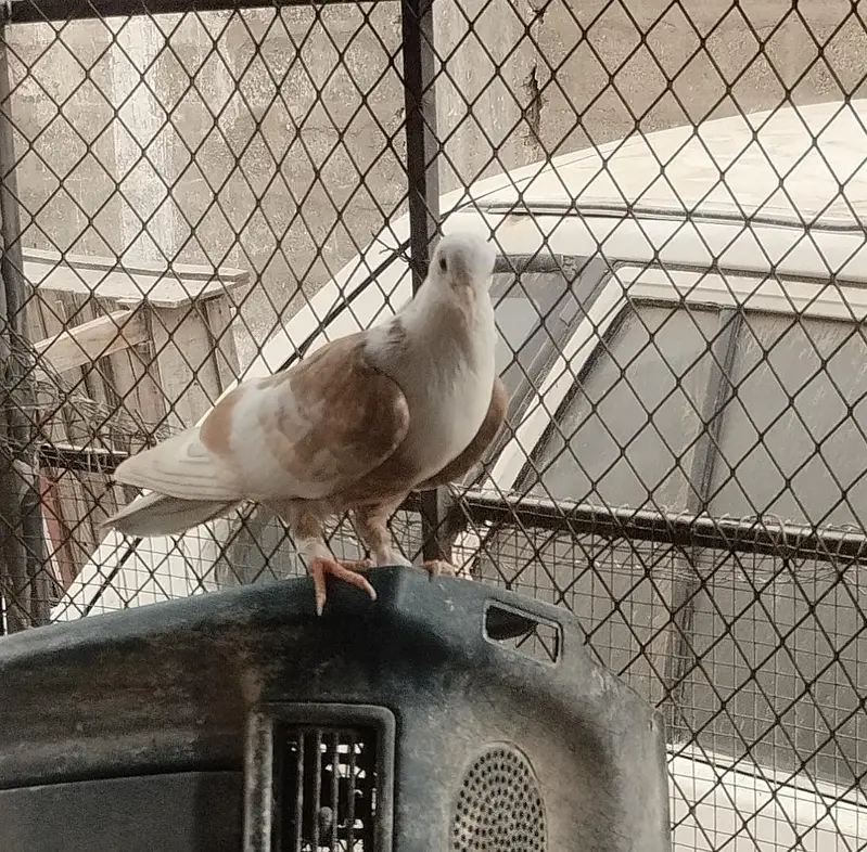 karbalai 3 breeding pairs , 5 single adults. — photo 7