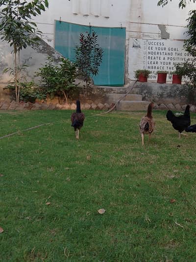 aseel females