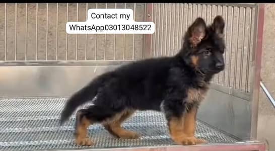 Pure German Shepherd breed for sale WhatsApp mi