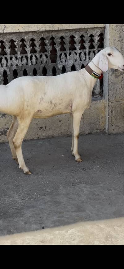 DUMBI FOR SALE 2 DANT
