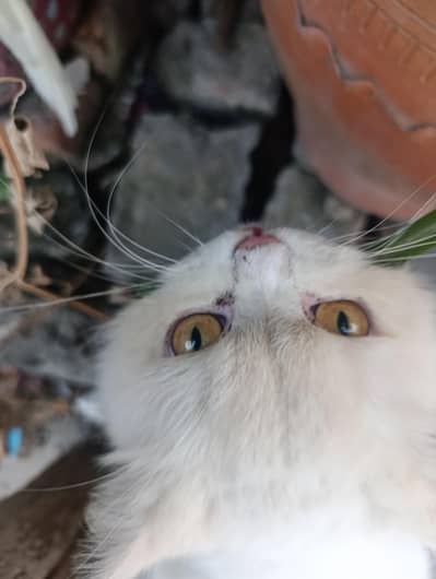 Persian male
