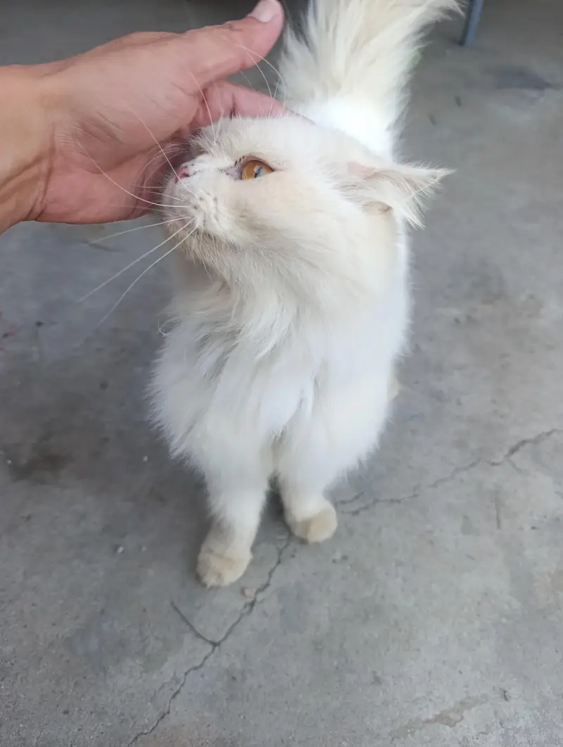 Persian male — photo 2